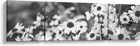 Obraz - Stokrotki (170x50 cm)