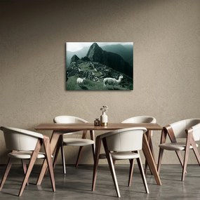 Obraz - Lamy w Machu Picchu w Peru (70x50 cm)
