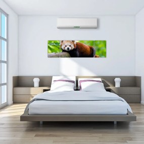 Obraz pandy czerwonej (170x50 cm)