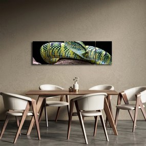 Obraz - Grzechotnik Waglera (170x50 cm)