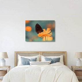 Obraz na szkle - motyl na pomarańczowym kwiatku (70x50 cm)