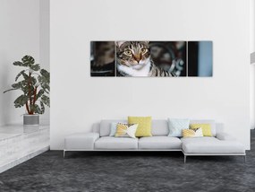 Obraz kota (170x50 cm)