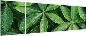 Obraz - Liście z kroplami rosy (170x50 cm)