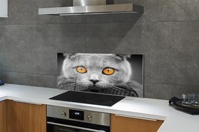 Panel Szklany Dostojny Szary Kot Brytyjski