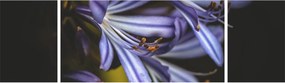 Obraz - Lilia (170x50 cm)