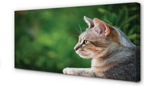 Zdjęcie na płótnie Kot o Przenikliwym Spojrzeniu