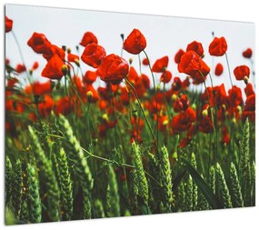 Obraz na szkle maków na wietrze (70x50 cm)