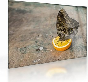 Obraz na szkle - motyl (70x50 cm)