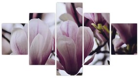Obraz - Magnolia (125x70 cm)