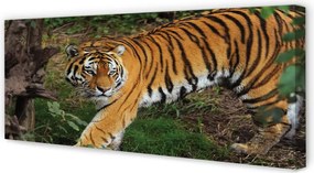 Fotoobraz na płótnie Tygrys w Gęstwinie Lasu