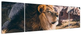 Obraz leżącego lwa (170x50 cm)