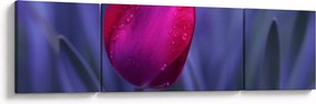Obraz pąka tulipana (170x50 cm)