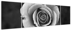 Obraz róży (170x50 cm)