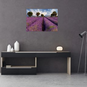 Obraz - Pole lawendy i góry (70x50 cm)