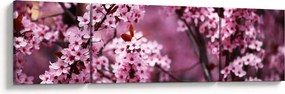 Obraz - Różowa sakura (170x50 cm)
