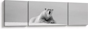 Obraz - Niedźwiedź polarny (170x50 cm)