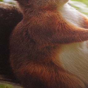 Obraz wiewiórki (170x50 cm)