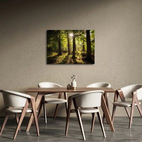 Obraz sennego lasu (70x50 cm)