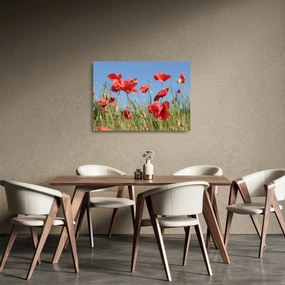 Obraz na szkle - Maki (70x50 cm)