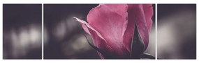 Obraz - Detal kwiatu róży (170x50 cm)
