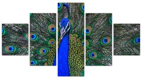 Obraz - Paw (125x70 cm)