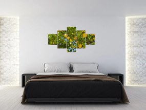 Obraz - Drzewo cytrynowe (125x70 cm)
