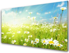 Panel Kuchenny Polana Pełna Stokrotek