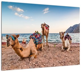 Obraz na szkle wielbłądów (70x50 cm)