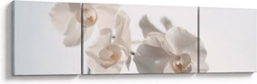 Obraz białej orchidei (170x50 cm)