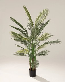 Palma Areka w doniczce 185 cm