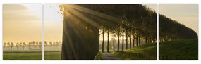 Obraz alei (170x50 cm)