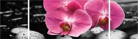 Obraz - Różowe orchidee (170x50 cm)