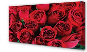Duży obraz na płótnie Rozkwit Czerwonych Róż
