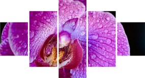 Zbliżenie kwiatu orchidei (125x70 cm)