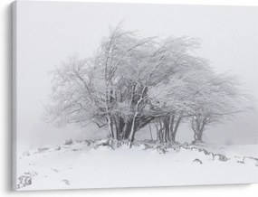 Obraz - Biała zima (70x50 cm)