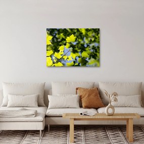 Obraz - liście klonu (70x50 cm)