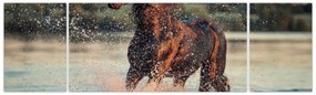 Obraz - Biegnący koń (170x50 cm)