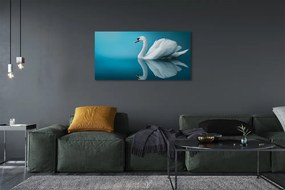 Obraz canvas na ścianę Łabędź na Tafli Wody