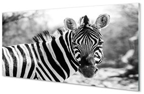 Szklany Panel Retro zebra