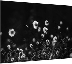 Obraz na szkle - Łąka z trawą bawełnianą N⁰1 (70x50 cm)