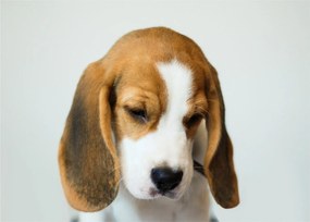 Obraz Beagle (70x50 cm)