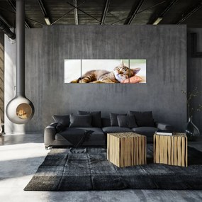 Obraz - Śpiący kotek (170x50 cm)