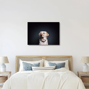 Obraz na szkle labradora (70x50 cm)