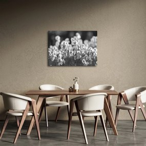 Obraz - Letnia łąka (70x50 cm)