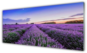 Panel Kuchenny Łąka Kwiaty Natura Roślina