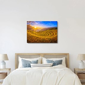 Obraz - Pole ryżowe w Wietnamie (70x50 cm)