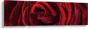 Obraz - Czerwona róża z kroplami rosy (170x50 cm)