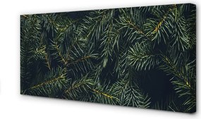 Zdjęcie na płótnie Gałązki i Choinka