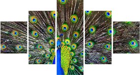 Obraz - Paw (125x70 cm)