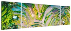 Obraz pól ryżowych z lotu ptaka (170x50 cm)